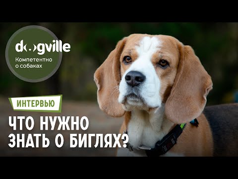 Видео: Все о породе Бигль – Интервью с руководителем питомника