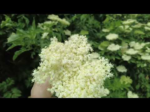 Видео: Квас, шампанське, та ліки для суставів з бузини.