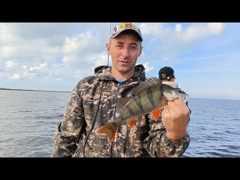 Видео: Окуневое Эльдорадо! Рыба на каждом забросе! Рыбалка на Ладоге. Сентябрь 2023.