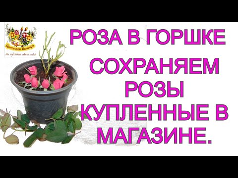 Видео: Как сохранить розу из магазина . Розы в горшке , их секреты .