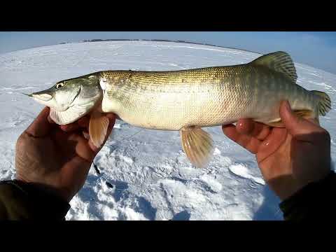 Видео: Жор щуки в феврале на Сергеевском Водохранилище. Рыбалка огонь.