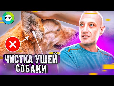 Видео: Как почистить уши собаке (один из способов)