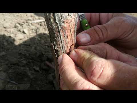 Видео: Прививка, окулировка винограда в штамб под кору.grape grafting in stamb