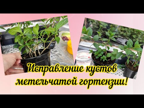 Видео: Исправление кустов метельчатой гортензии, черенкование.🌱🌱🌱