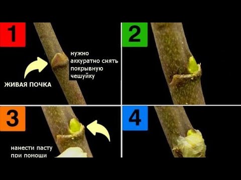 Видео: Шок- мощный рост Кротон Шеффлера Фикус  на Цитокининовой пасте