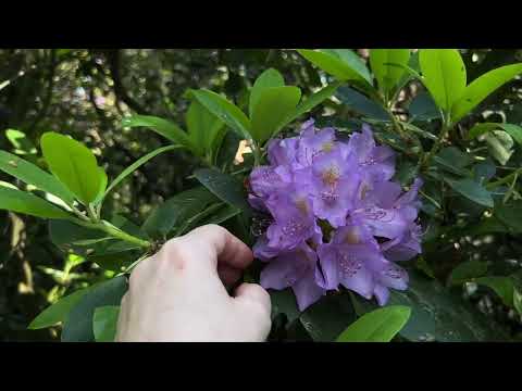 Видео: BABITE. Питомник рододендронов.