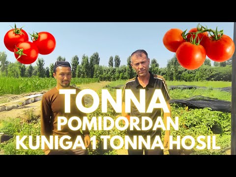 Видео: Тонна памидордан кунига 1 тонна хосил.