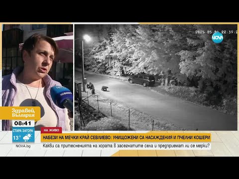 Видео: Зачестиха набезите на мечки в Севлиевско, хората се страхуват