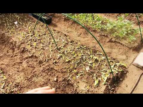 Видео: Вы неправильно сажаете салат!!!