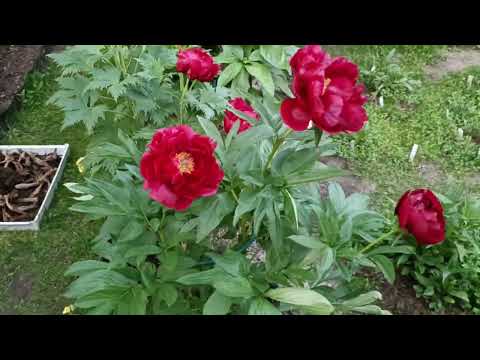 Видео: Пион Ред Глори (Red Glory) .
