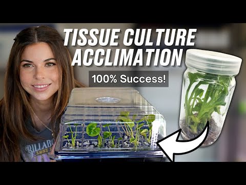 Видео: Как акклиматизировать растения из культуры тканей