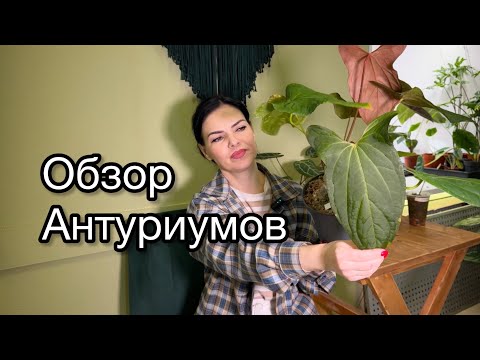 Видео: ОБЗОР, наличие Антуриумов в магазине (Голландия , Индонезия )🌱