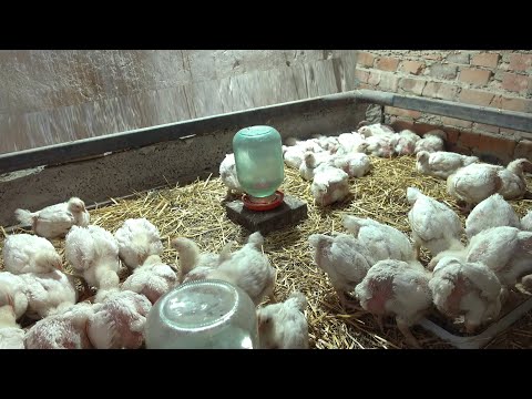 Видео: Технологія вирощування бройлерів