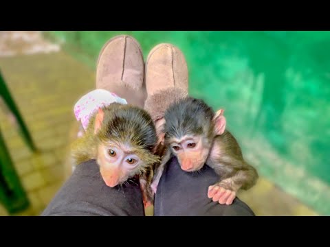 Видео: Вы ТОЛЬКО ПОСМОТРИТЕ как Степашка и Маняша рванули за мной на улицу! СКОРОХОДЫ)))