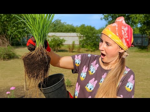 Видео: Vlog Посылка с растениями 📦 Создаю новую клумбу🌳 Как вырастить Сад🌷