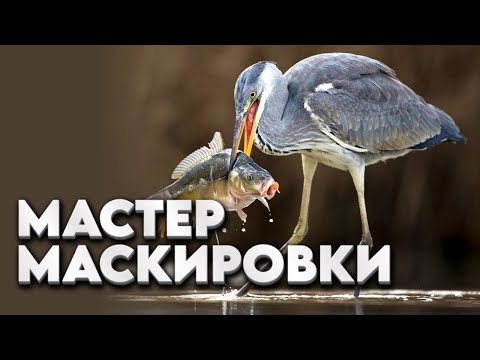 Видео: Коала, пингвин и козодой: что общего у самых серых обитателей планеты?