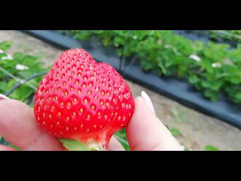 Видео: 🍓🍓 Первая ягода "Клери". Воронежская обл. 22.05.23 🍓🍓