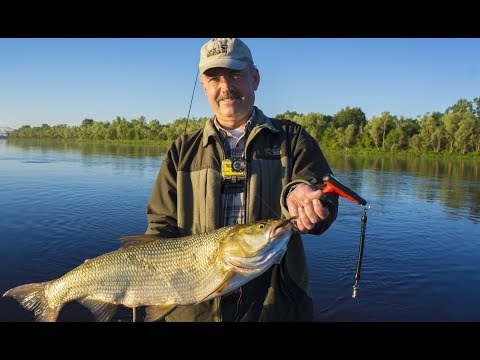Видео: Жерех 5100,Малек,Даига
