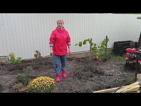 Видео: 136. Сажаем чеснок. Наши яблоки. Купили цветы