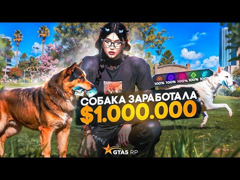 Видео: СОБАКА СДЕЛАЕТ ИЗ ТЕБЯ МИЛЛИОНЕРА!?│ВСЯ ПРАВДА ПРО СОБАК И ПУМ В ГТА 5 РП│СТОИТ ЛИ ЗАВОДИТЬ ПИТОМЦА?