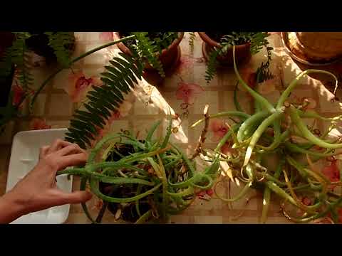 Видео: Обрезка куста алоэ, получение отростков для размножения и листьев для выделения сока