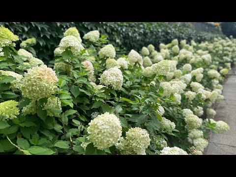 Видео: ДОМ - РАБОТА. Повседневность, в которой живу. Часть 2. Сентябрь. 