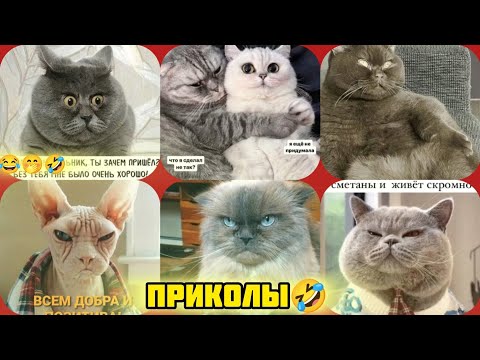 Видео: Всем сметаны и добра, смотри смешные картинки мемы котики приколы  🤣