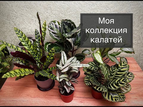 Видео: Моя коллекция калатей