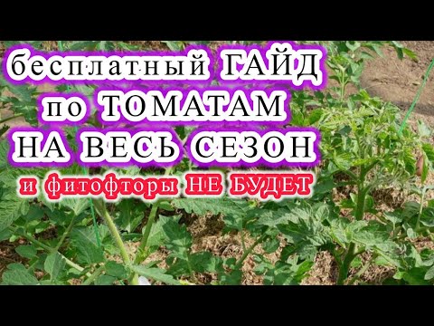 Видео: САМЫЕ ПРОСТЫЕ ДЕЙСТВИЯ С МАКСИМАЛЬНЫМ РЕЗУЛЬТАТАМ. Всё о выращивании томатов.