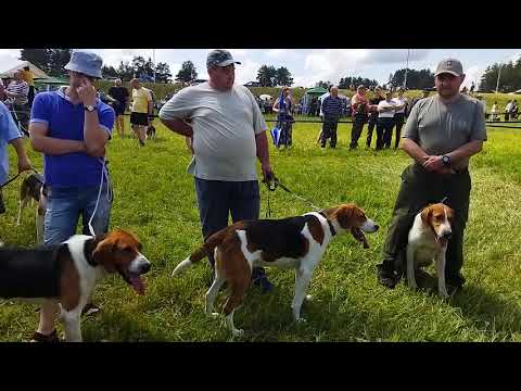 Видео: Республиканская выставка охотничьих собак/ Беларусь. Ринг русско-пегих гончих