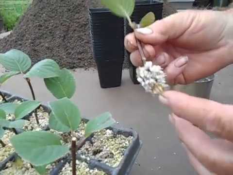 Видео: Черенки гортензии Самарская Лидия дали корни.