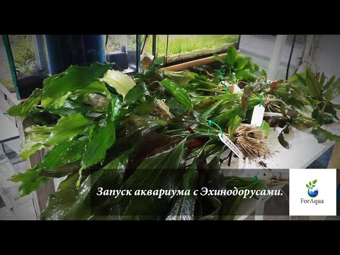 Видео: Запуск аквариума с Эхинодорусами.