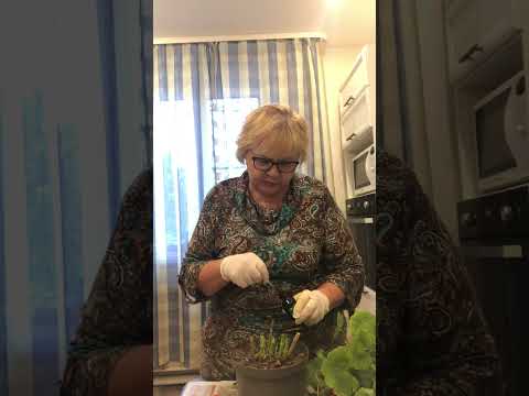 Видео: Как сохранить пеларгонию зимой