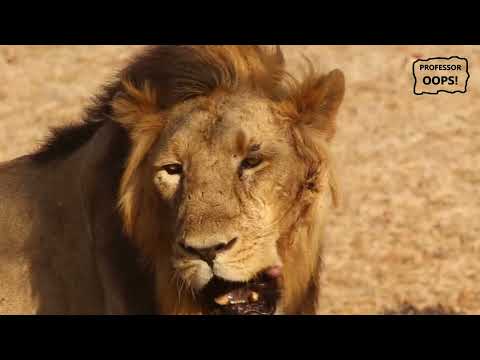 Видео: Величественный лев — король джунглей #Лев #Львы #ДикаяПрирода #БольшиеКошки #КорольДжунглей #Russian