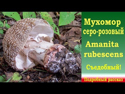 Видео: Мухомор серо-розовый со всех сторон. Подробный рассказ.