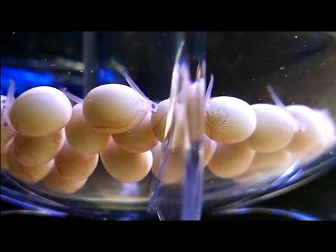 Видео: ИНКУБАТОР ДЛЯ ИКРЫ АКВАРИУМНЫХ РЫБ.