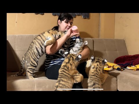 Видео: Тигрята напали на Тигромаму!)