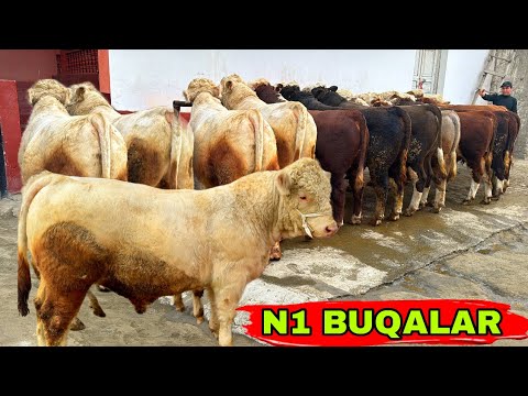 Видео: BUNAQA N1 CHEMPIONLARI KELMAGAN EDI👍👍👍19 ноября 2025 г.