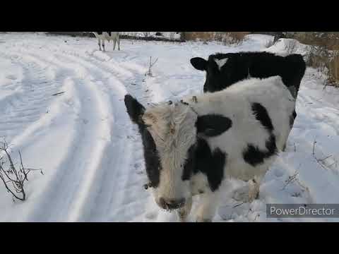 Видео: Чёрно-пёстрые бычки 7 месяцев