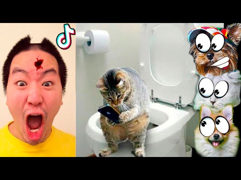 Видео: СМЕШНЫЕ КОТЫ  на КАНИКУЛАХ 🙀 Коты и Собаки в ТИКТОК! НЕ ЗАСМЕЙСЯ ЧЕЛЛЕНДЖ Лера и  Макс