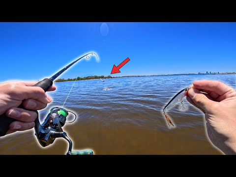 Видео: Я думал, эта РЫБА редкая?! - Гигантская сельдь из реки Суон