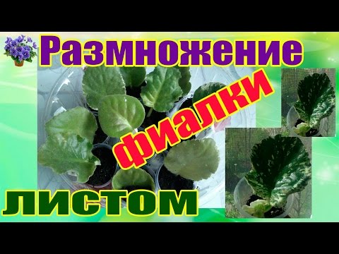Видео: Размножение комнатных фиалок листом в домашних условиях