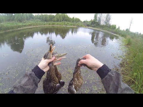 Видео: Открытие осенней охоты на утку