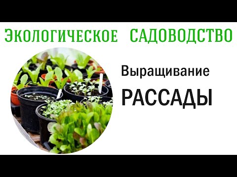 Видео: Выращивание РАССАДЫ от А до Я. Видеолекция