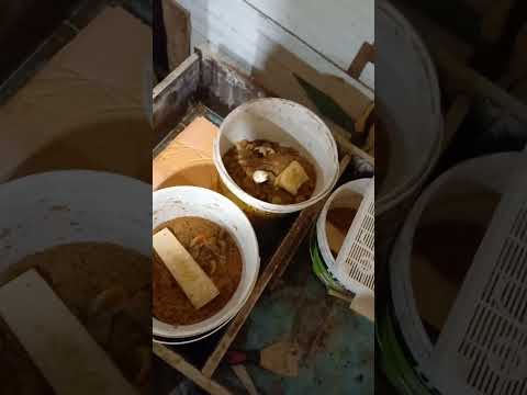 Видео: мини узв,кормление опарышем 2 месяца