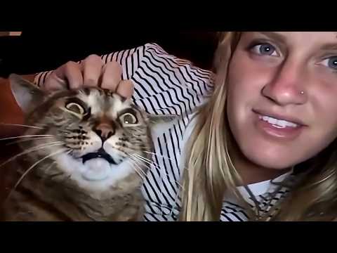 Видео: Это ваша ежедневная доза кошек. День 14.