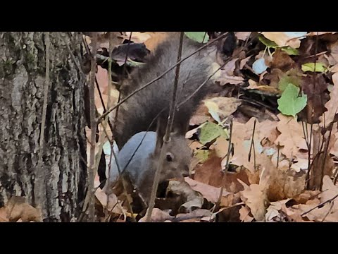 Видео: Деревенская белка 
