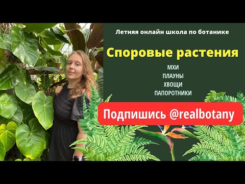 Видео: Споровые растения мхи, плауны, хвощи и папоротники