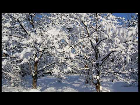 Видео: Скажи мне нежные слова