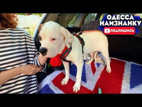 Видео: СТАРОКОННЫЙ РЫНОК! ЦЕНЫ на СОБАК и КОШЕК! Разные ПОРОДЫ! Продажа ДОМАШНИХ ЖИВОТНЫХ! СОБАЧИЙ БАЗАР!